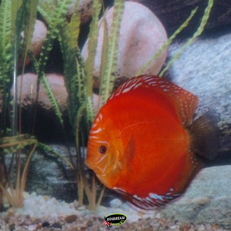 Flachig Feuer Rot / vlak Vuur Rood