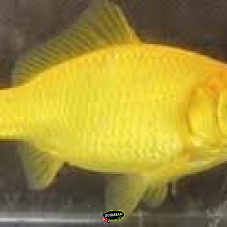 Gele Komeetstaart 2025