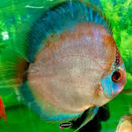 Ghost Discus