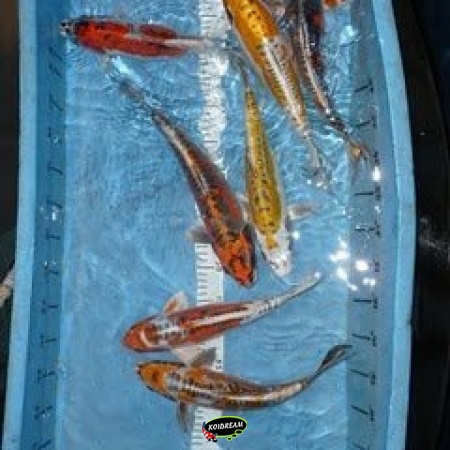 KOI HAND-PICK METALIC / KIKOKURYU