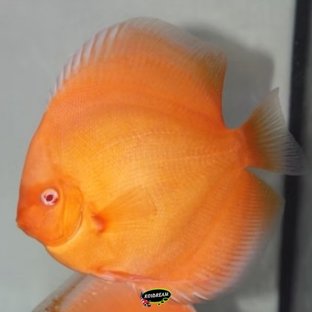 Golden Diamond Discus Golden Diamond Discus