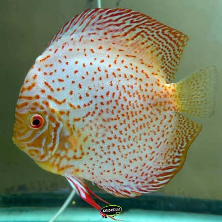 Golden Leopard Discus Golden Leopard Discus