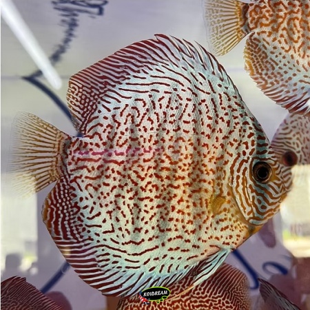 Golden Super Pantera Discus Golden Super Pantera Discus