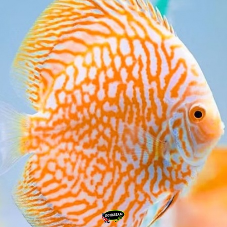 Golden Tiger Discus Golden Tiger Discus