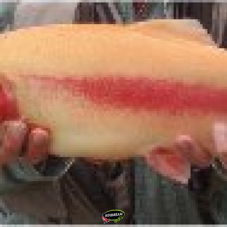 Forel & Forelbaars 2025