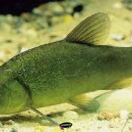 Groene zeelt - Tinca Tinca 2025