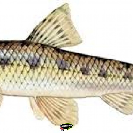 Grondel - Gobio gobio - grondeling - geuvel (Nep Algen-eter) 2025