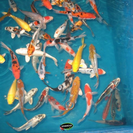 4. HQ koi Mix 18 / 21 cm