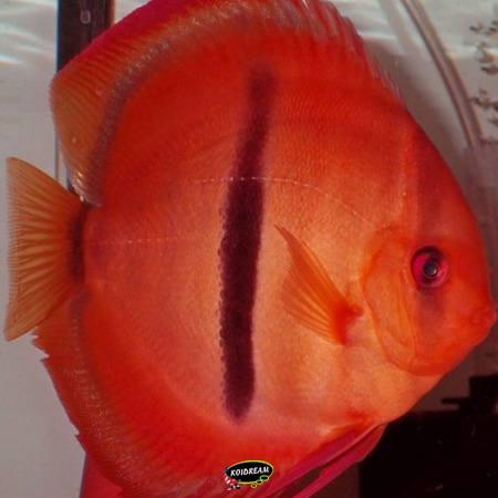 Ice Red Heckel Discus Ice Red Heckel Discus