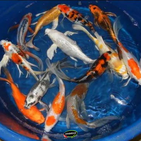 Import Vlinderkoi Longfinkoi Butterfly koi 2025