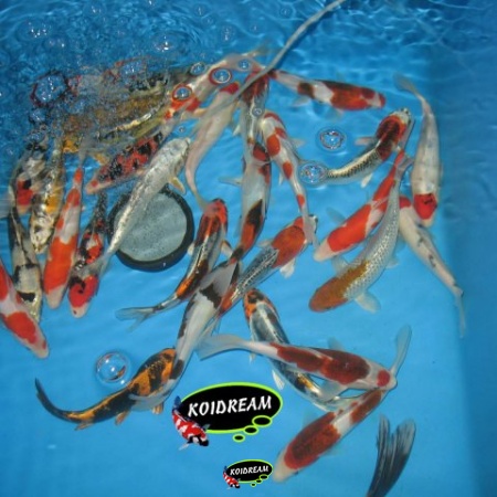 5. HQ koi mix 19 / 24 cm
