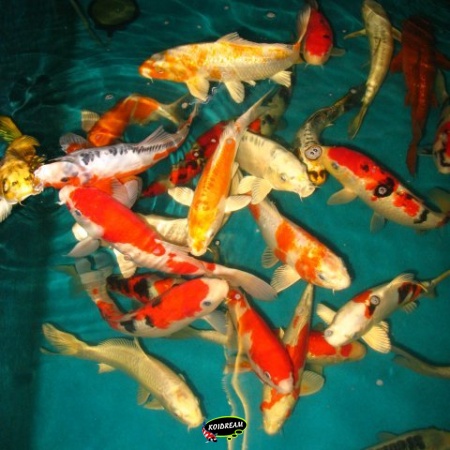 7.  HQ koi mix 30 / 35 cm