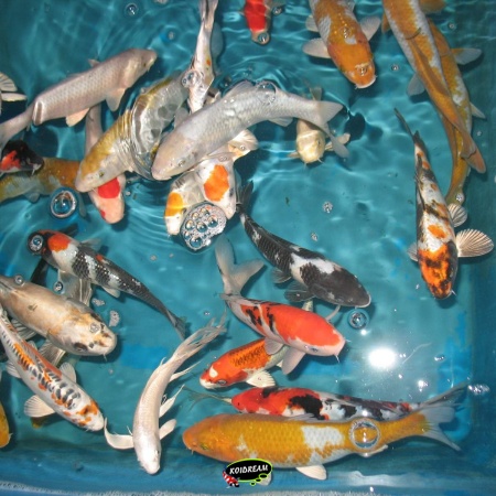 6. HQ koi mix 25 / 30 cm