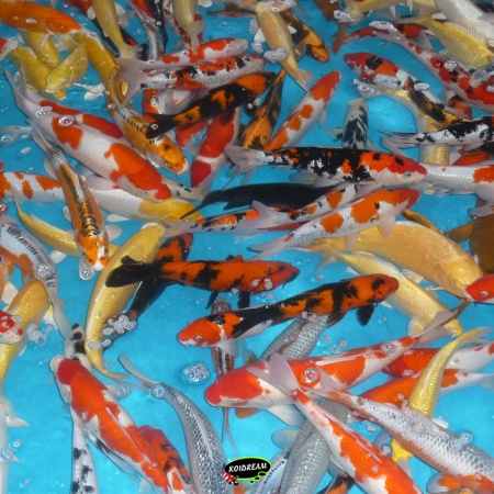 KOI A van Dagnoy