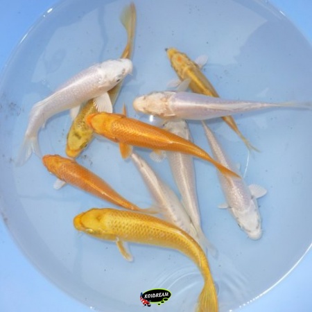 Ogon Mix