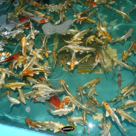 Kikokuryu - Metalic mix 10 / 12 cm - 2025