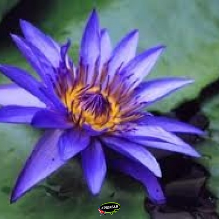Waterlelie - Nymphaea 