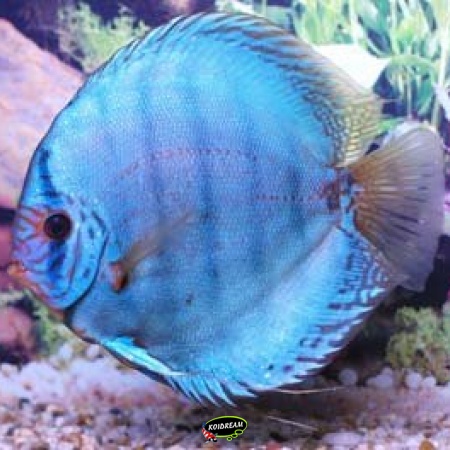 Cobalt / Kobalt Blauw Discus
