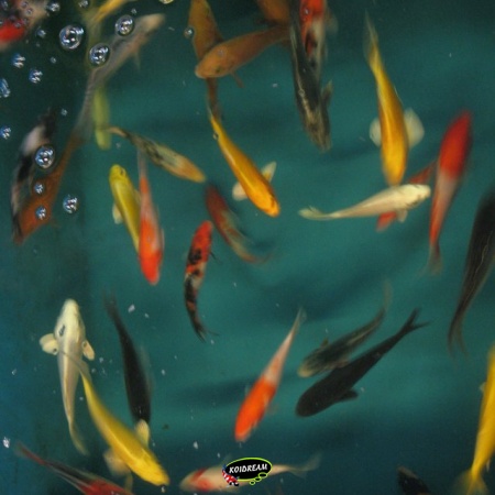 KOI B van Dagnoy