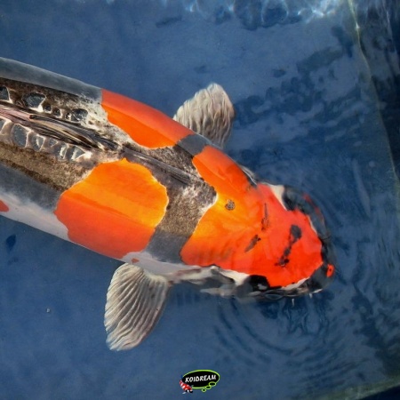 Import Koi Metalic / Kikukuryu 2025