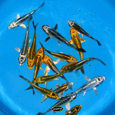 KOI METALIC / KIKOKURYU