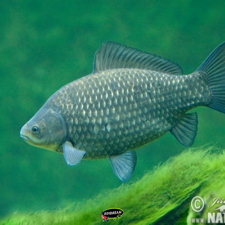 Kroeskarper - Carassius carassius 2023