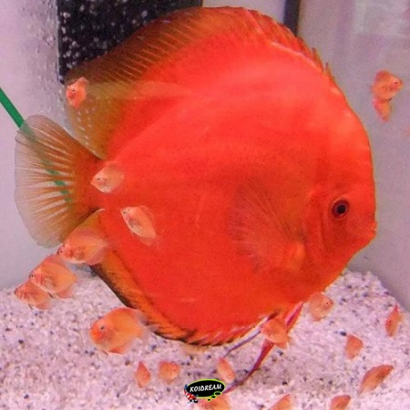 Kweekkoppel Discus