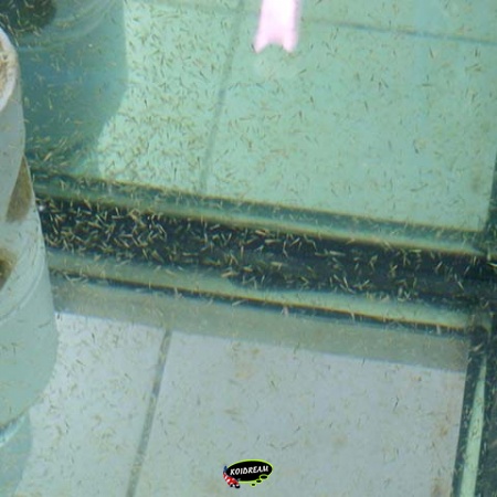 Kweekvoer voor Jonge Vis – Perfect Startvoer voor Medaka, Elrits en Andere Kleine Vissen