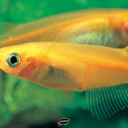 Medaka Fish - Japanse rijstvis - Oryzias latipes - Mini Koi 2025