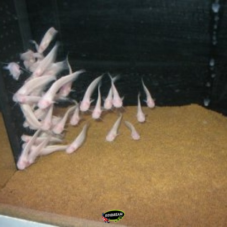 Meerval Albino, Dwerg Meerval & Orginele Meerval - Silurus glanis 2025