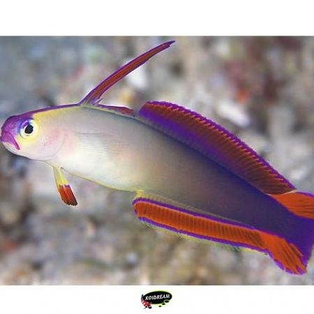 Microdesmidae - Wormvissen