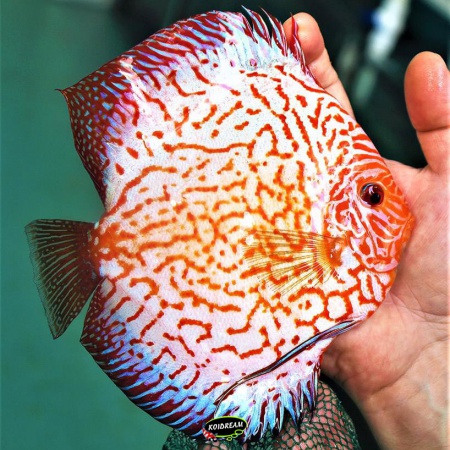 Pigeonblood Checkerboard Discus