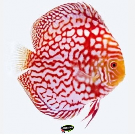 Pigeonblood Red Map Discus Pigeonblood Red Map Discus