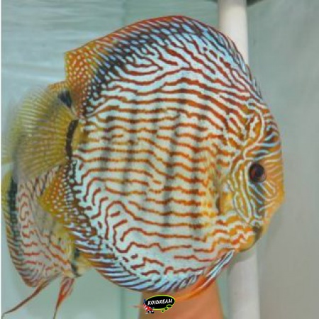 Piwowarski Discus vissen