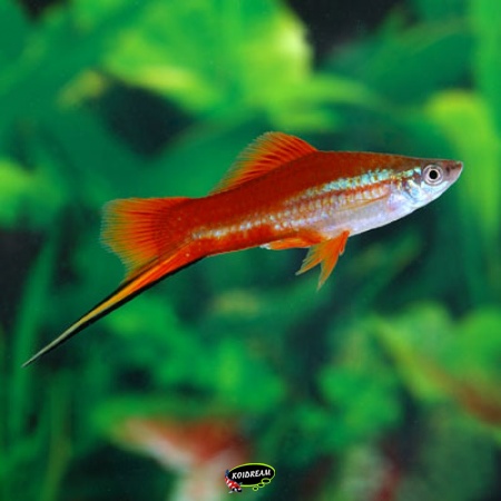 Poeciliidae - Levendbarende tandkarpers