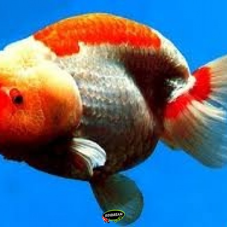 Ranchu 2025