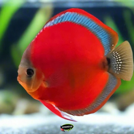 Red Cover Blue Rim Discus Red Cover Blue Rim Discus