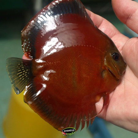 Red Cover Discus