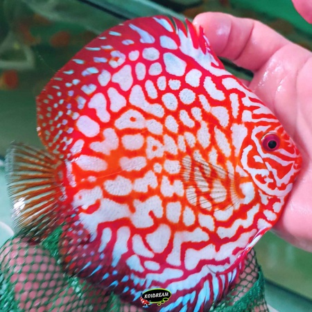 Red Map Discus