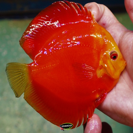 Red Melon Discus