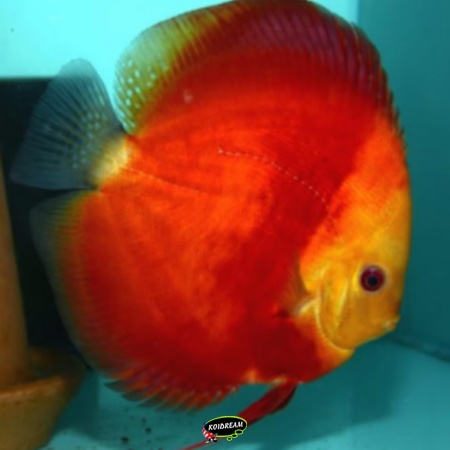 Red Melon Discus Red Melon Discus