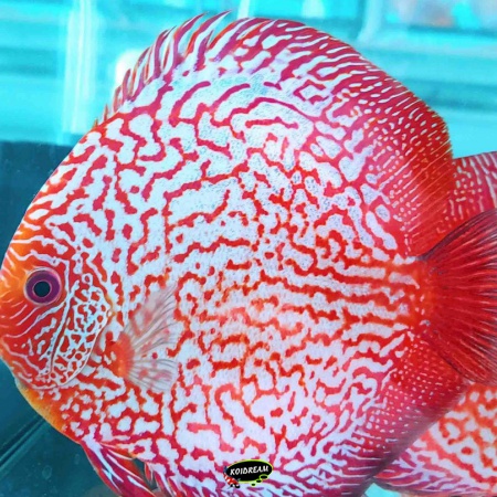 Red Snakeskin Discus