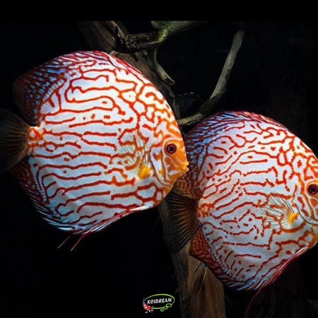 Red Snakeskin Discus Red Snakeskin Discus