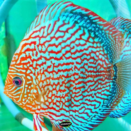 Red Turquoise Discus