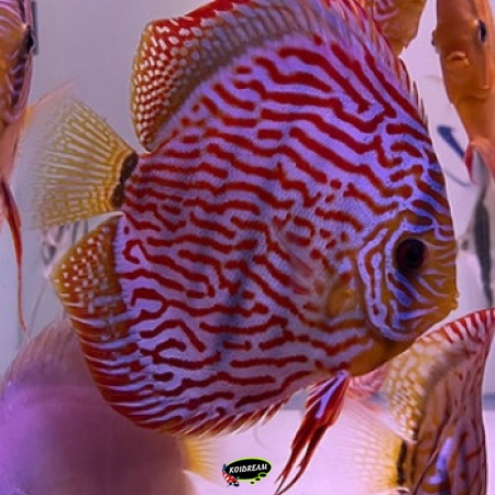 Red Turquoise Discus Red Turquoise Discus
