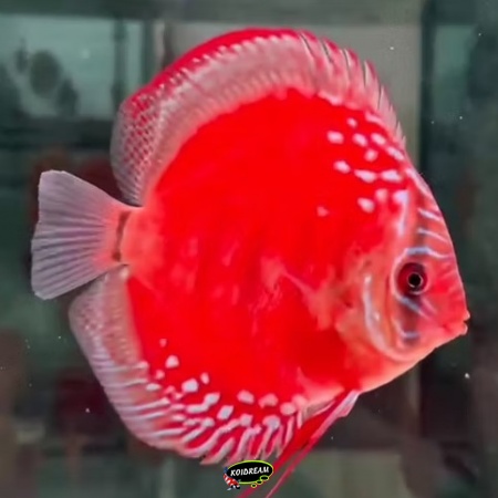 Red Velvet Phoenix Discus Red Velvet Phoenix Discus