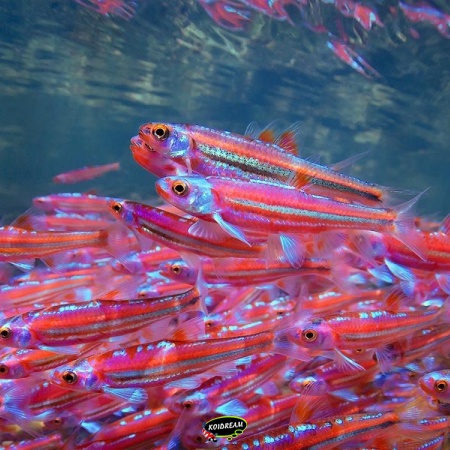 Regenboog Elrits - Notropis chrosomus - Rainbowshiner 2025