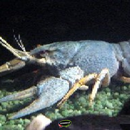 Rivierkreeft 2025