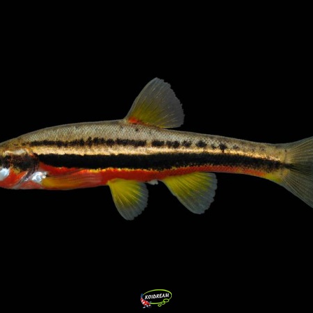 Roodbuik elrits - Phoxinus Erythrogaster 2024 
