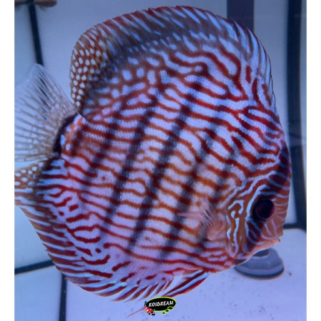 Rotturkis x Cobalt / Rood Turquoise x Kobalt Blauw